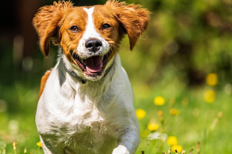 First developed in the French region of the same name in the 17th century as gun dogs, the Brittany loves all formes of exercise - running hiking and swimming. They are perfect pets for an active family and get on well with children.