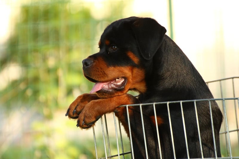 The Rottweiler is thought to be one of the oldest breeds of dog in the world, dating back to Ancient Rome. Rottweilers marched over the Alps with invading Roman legions, protecting both the soldiers and their livestock.