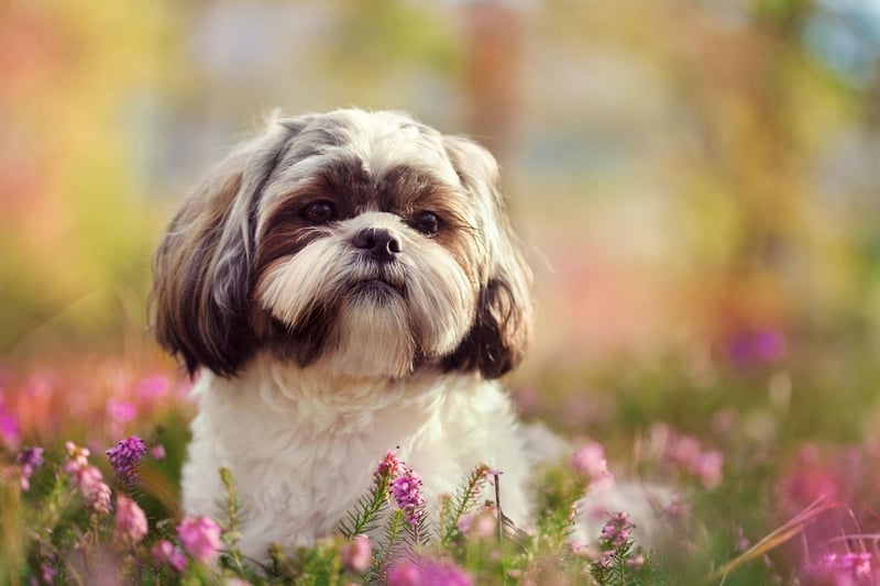 The UK Kennel Club and the American Kennel Club have slightly different breed standards for the Shih Tzu. In America Shih Tzus tend to have larger eyes, and bigger, rounder heads.