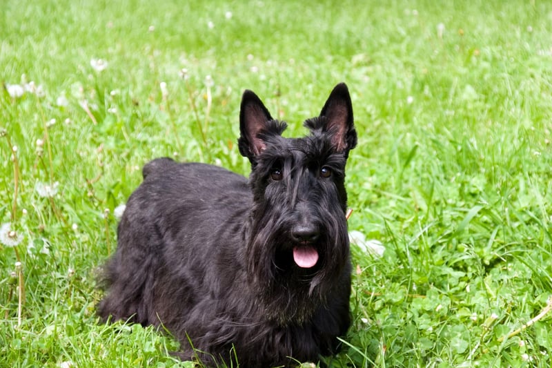The Scottie or Scottish Terrier is a spirited and playful breed. First bred in Aberdeen as a fox and badger hunter, the fearless breed was nicknamed "the diehard". But their distinctive look and loyal nature has built much popularity over the years, helped by two US Presidents, the Monopoly playing piece, and Lady and the Tramp character Jock.