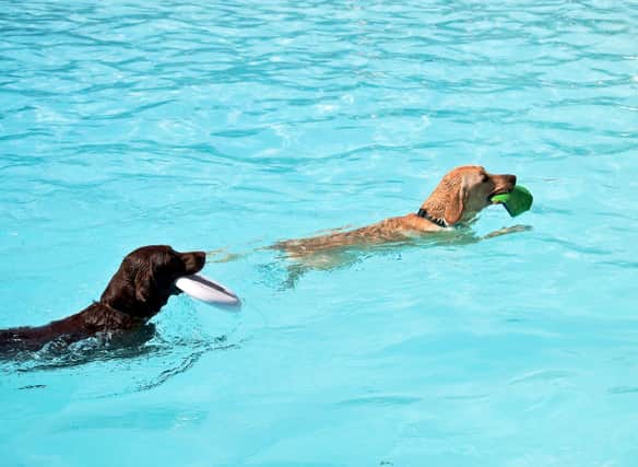 Some dogs just love the water - whereas others would rather stay on land.