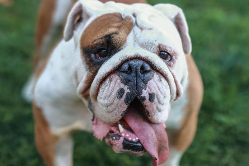 Brachycephalic breeds, or dogs with flat faces, are particularly bad swimmers as it's almost impossible to stop water from going up their noses. That's the case with the Bulldog, who's happiest staying on land.