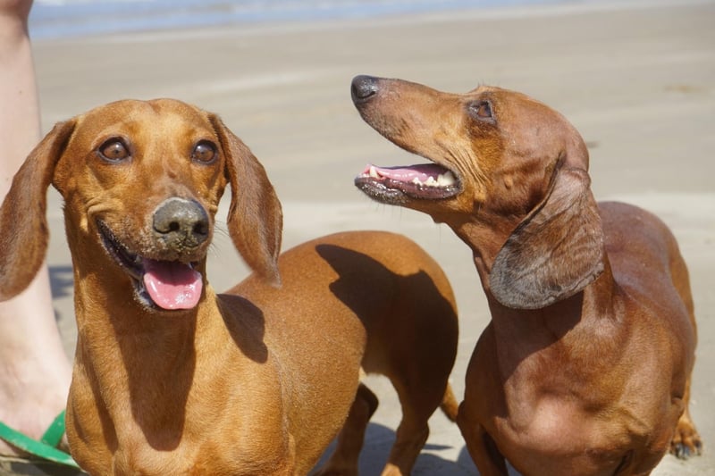 The most popular sausage dog name is Rollo. It means 'wolf' in old Norse, as well as being the name of a popular chocolate and caramel sweet.