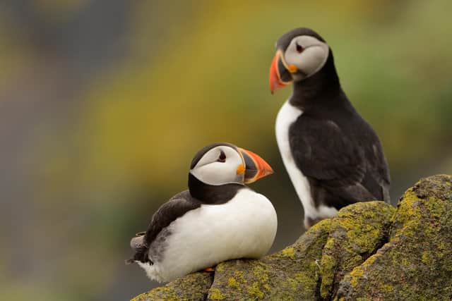 Puffins have landed on the Isle of May for the first time this year