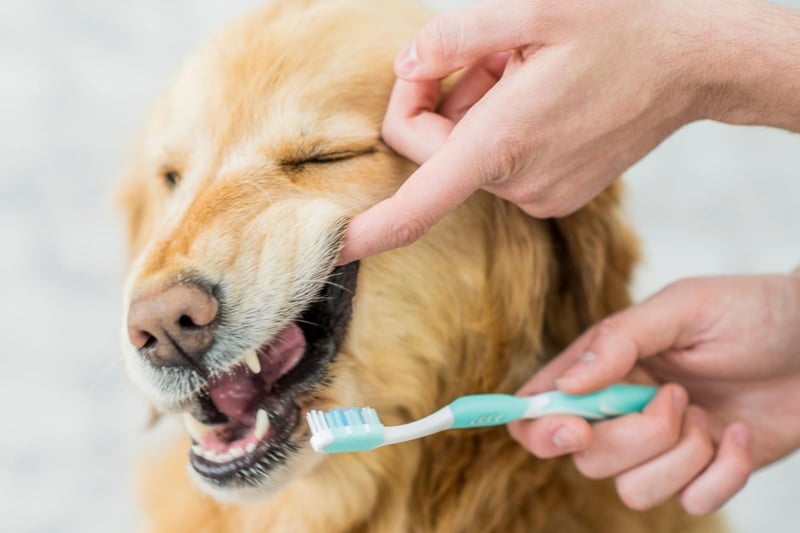 After each session reward your dog with a treat or praise and be sure to follow this same routine to get your dog comfortable with teeth brushing.