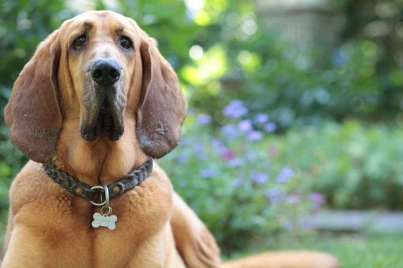 Another dedicated working dog, the Bloodhound has been bred to track animals or humans using its highly-developed sense of smell. This work ethic can mean that they can appear distant from their families, while a stubborn streak a mile long means they won't do anything they don't want to - including enjoying a pat.