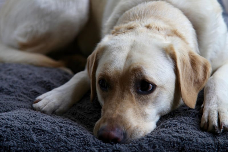 The first controversial entry on this list is the Labrador Retriever - the world's most popular dog. They may be supremely cuddly and loving but they shed lots of fur and also have a tendency to be quite energetic.