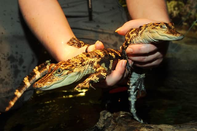 Two American baby alligators , named Michelle and Barack Obama. hatched at St Andrews Aquarium (Pic: Fife Photo Agency)