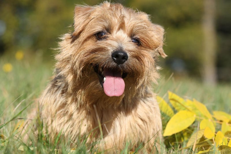 Alert and fearless, but with a lovable disposition, Norfolk Terriers are the smallest of the working terrier breeds at just 10 inches to the shoulder. But what they lack in size they make up for in character. They are wire-haired so hypoallergenic, and love people and children.