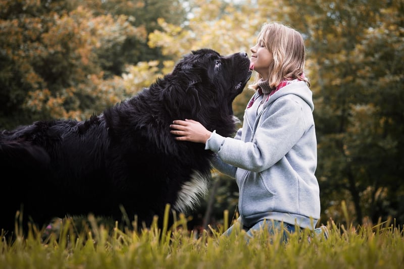 The Newfoundland is another dog whose huge size can cause hip problems. Over-exercising a dog, allowing them to jump from excessive heights and skidding on slippery surfaces are all factors that can aggravate hip dysplasia.