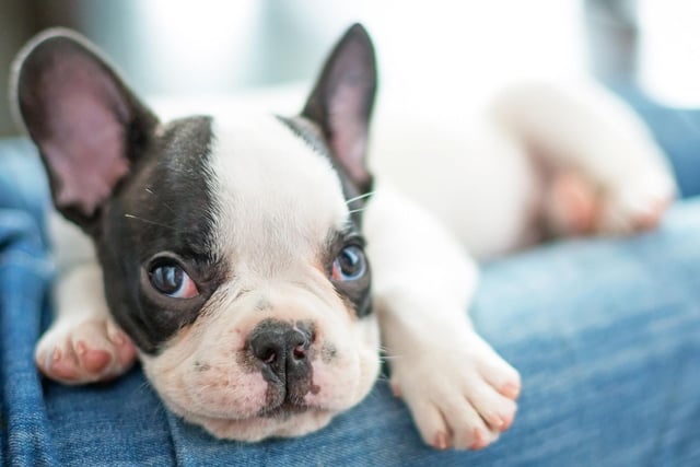 The only pup to seriously challenge the Labrador Retriever's hold on the dog owners of Britain is the French Bulldog. These fun little characters were once a relative rarity in UK parks but have become very popular over the last decade, particularly with those living in cities.