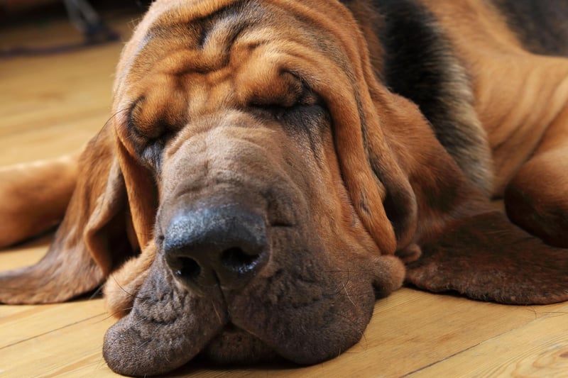 Bloodhounds are adorable and good-natured dogs but their incredible sense of smell can distract them from whatewver you are asking them to do. They can also be lazy, lacking any real motivation to learn.