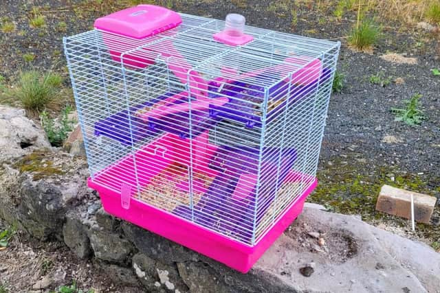 The hamsters were abandoned next to a busy road (Pic: Scottish SPCA)
