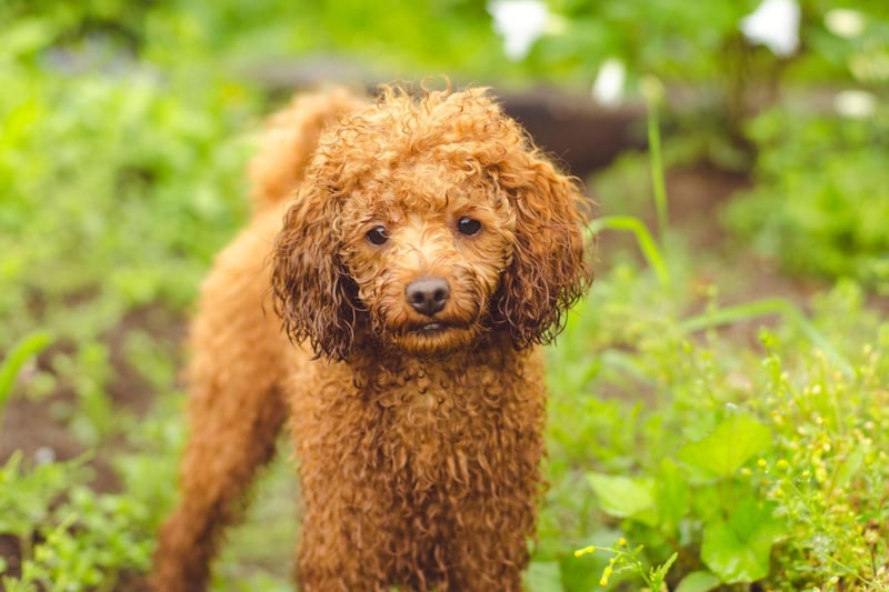 10 breeds of adorable dog with most predisposed health problems