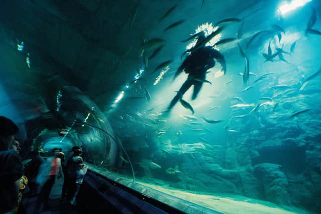 A diver swimming in a tank at Deep Sea World, North Queensferry (Pic: Paul Tomkins/Visit Scotland)
