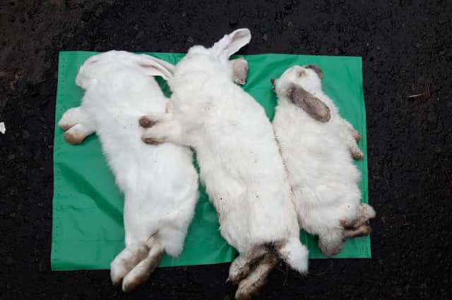 The three rabbits had no obvious injuries, but were not microchipped. Pic: Scottish SPCA