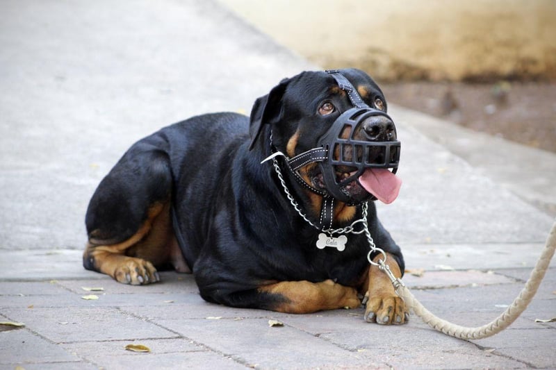 While the Rottweiler's reputation for aggression is slightly unfair, it is a breed of dog that has the potential to be aggressive. The dog's upbringing is key - a well-trained Rottweiler with an experienced owner can be a placid and loving dog, but this isn't a breed for novices.