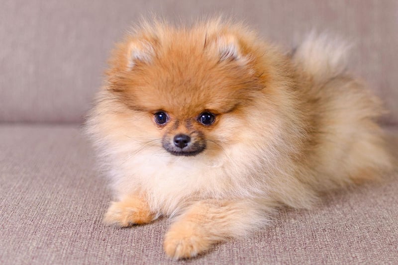 Pomeranians may look like canine feather dusters but their gorgeous coat had a serious purpose. They are descendants of Icelandic sled dogs and needed all that adorable fuzz to keep warm.