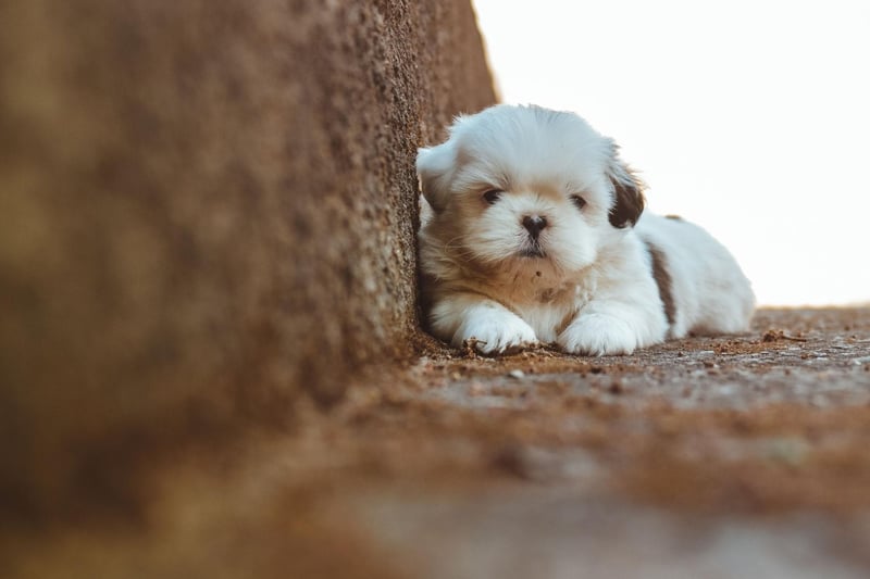 The Shih Tzu was so prized that for many decades the Chinese refused to trade, sell or gift them to any other countries. The first dogs arrived in England and Norway in the 1930s, with the USA having to wait until the 1960s for the breed to arrive - they were instantly hugely popular.