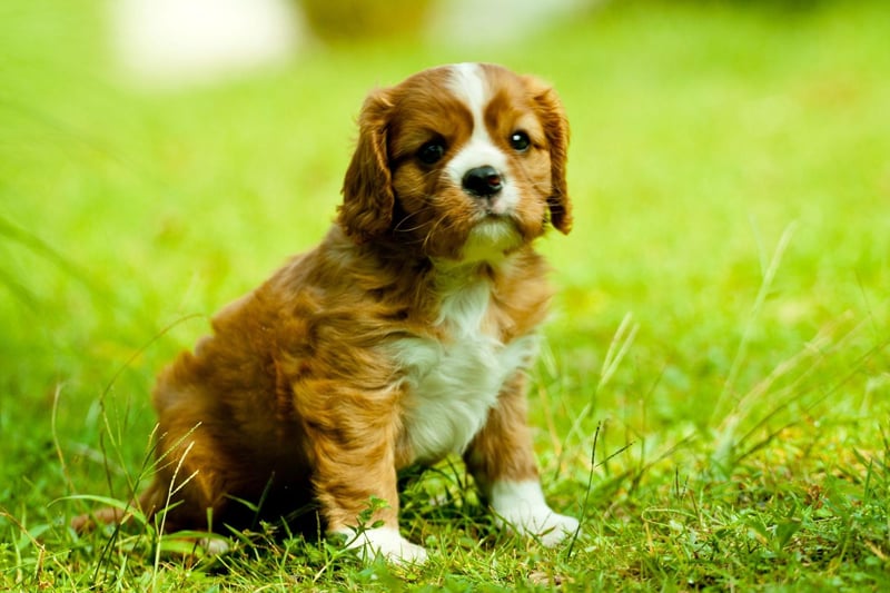 During the early part of the 18th century, John Churchill, 1st Duke of Marlborough, kept red and white King Charles type spaniels for hunting at his Blenheim estate - and that's why red and white Cavalier King Charles Spaniels are called 'Blenheims' today.