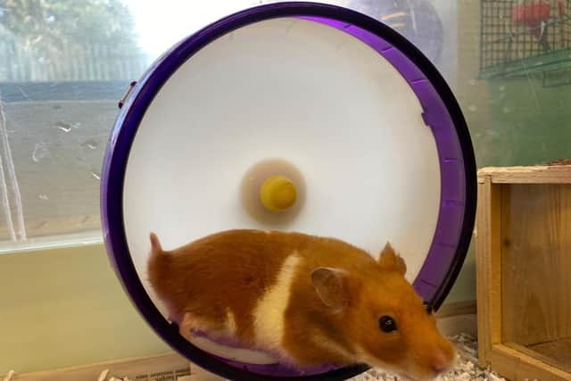 The hamster which was found in a bin in Abbeyview Park, West Dunfermline on 20 March.