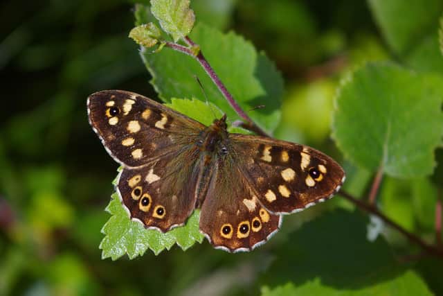 Speckled wood butterfly (Pic: Neil Aldridge)