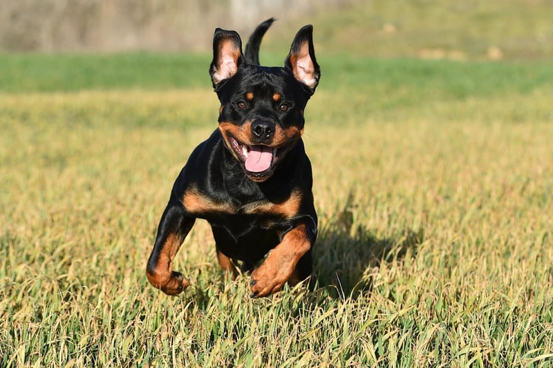 The Rottweiler has a largely unfair reputation for aggression, but plenty of Americans realise it can make for a gentle and loving pet - they take eighth spot in the American Kennel Club popularity rankings.