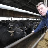 Farmer and Owner of the Buffalo Farm Kirkcaldy Steve Mitchell  (Pic: George McLuskie)