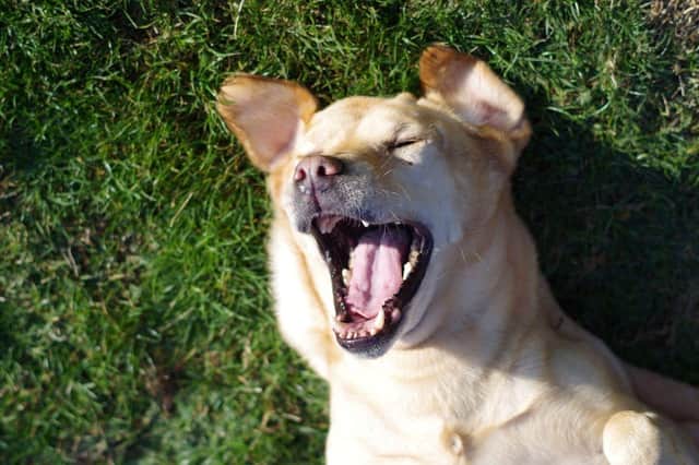 Say aaaaah: Some breeds of dog tend to have better dental health than others.
