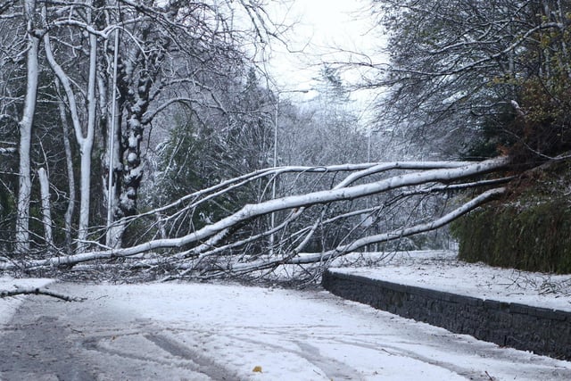 Fallen trees on the A6 in Buxton