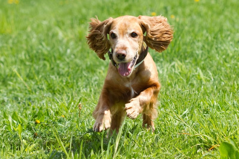 With 8,024 registrations in the first quarter of 2021, the Cocker Spaniel is the third most popular dog of the year so far. Cockers can actually be one of two distinct breeds - the American Cocker Spaniel or the English Cocker Spaniel.