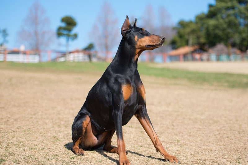 The Doberman Pinscher constantly comes in the top five of studies into the most intelligent breed of dog. They are known for the way they retain information.