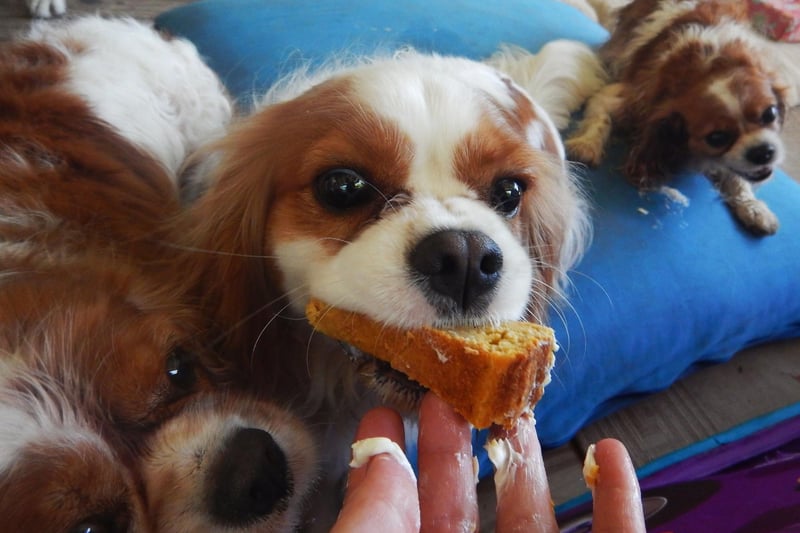 Small dogs don't burn off calories as quickly as large dogs, so a breed like the Cavalier KIng Charles Spaniel need a substantial amount to exercise to burn off a big meal. They tend to eat their meals very quickly, so it's a good idea to invest in a puzzle bowl to force them to take their time over supper and keep them in tip-top shape.