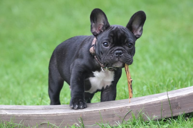 One of the most muscly small dogs, the French Bulldog completes our top 10 with an average weight of between 9-12 kg.