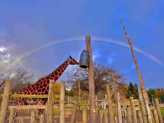 The team at Blair Drummond Safari Park have announced that Keisha, the UK's oldest giraffe has died.