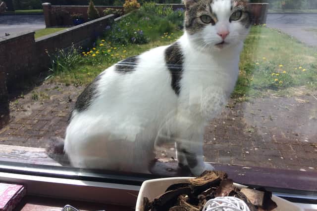 Toodles was one of three cats which died.(Pic: Scottish SPCA)