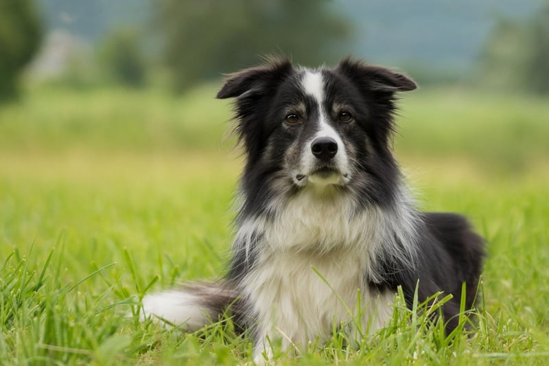 We're now getting to the less common guide dog breeds. Border Collies are more usually used as a herding dog, but they are also perfectly capable of guiding humans - although their high energy levels can prove problematic.