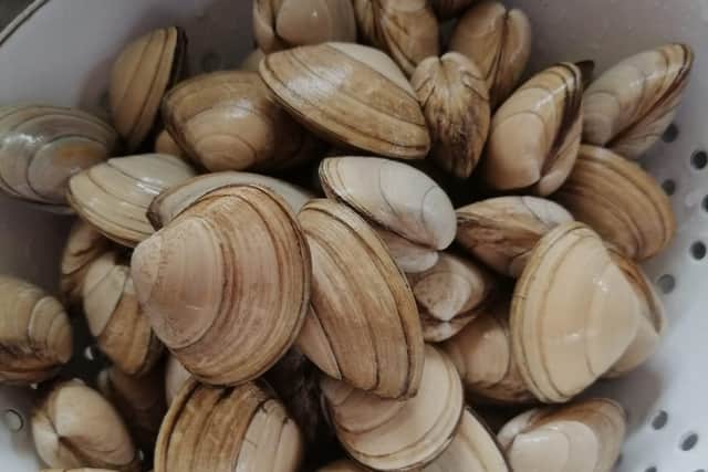 Billy collected the clams from the beach at Kirkcaldy Promenade (Pic: Billy Allen)