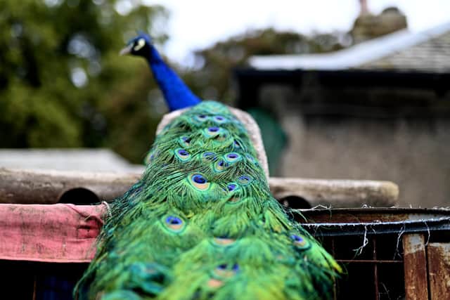 Peacocks  have been part of Pittencrieff Park. since 1905 (Pic: John Devlin)