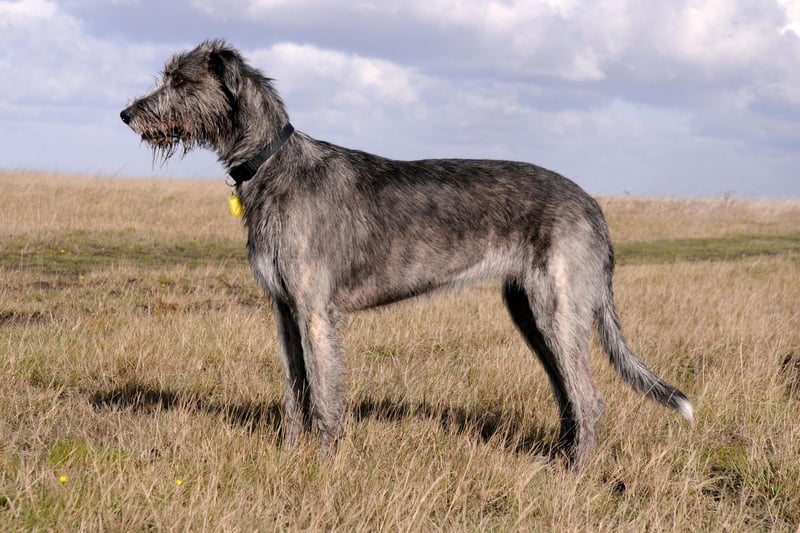 Standing over three feet tall, the Irish Wolfhound isn't a natural fit for indoor living. They have an amazingly thick coat - the result of having been bred to spend long hours out in the wilderness hunting with their owners - and are generally happier out than in.