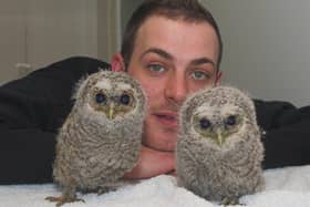 Bob Ward with tawny owl chicks.