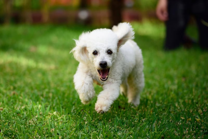 For city dwellers, Poodles are a perfect hypoallergenic breed suitable for apartment living as well as a daily run. They have plenty of energy, intelligence, and obedience, making them an ideal running companion.