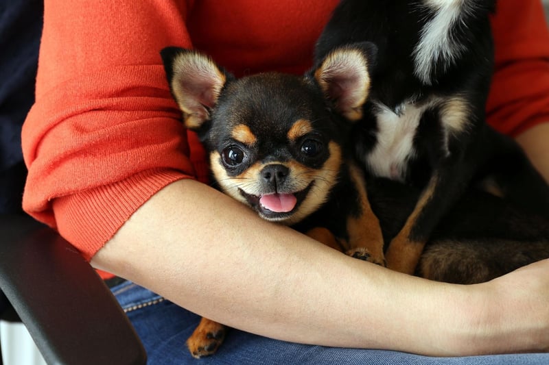One of the smallest breeds of dog, the Chihuahua is perfectly sized for human laps, although they do love going for walks too.