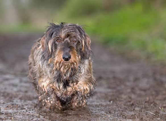 All dogs need to have a bath if they get this muddy - but some need regular grooming even if they don't leave the house.