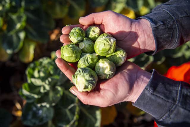 Freshly picked brussel sprouts.