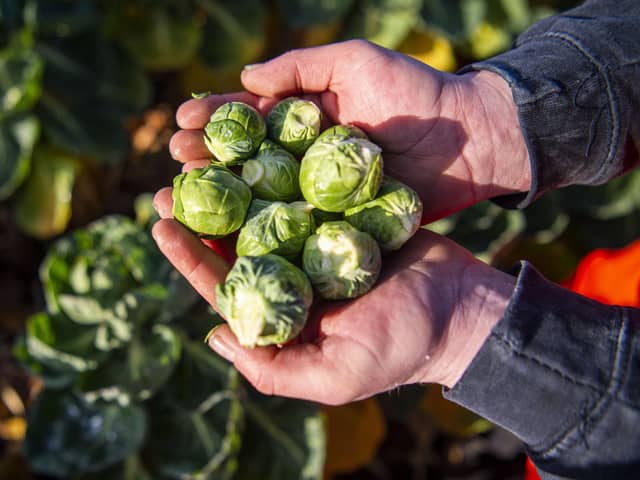 Freshly picked brussel sprouts.