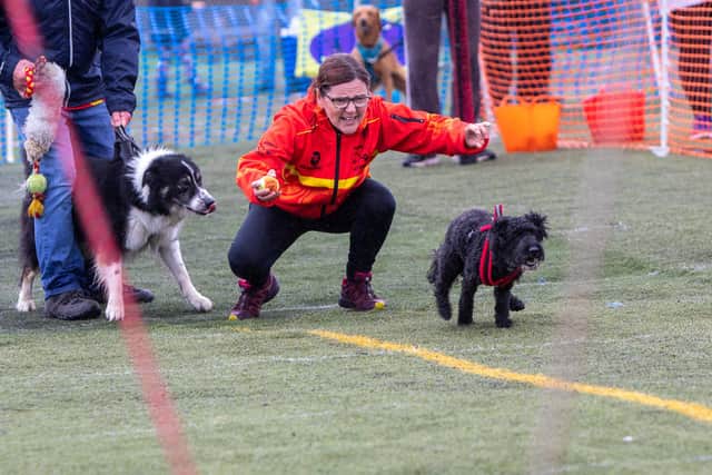 Kirkcaldy Flyball, the sport is a team effort. Pic: Derek Young.