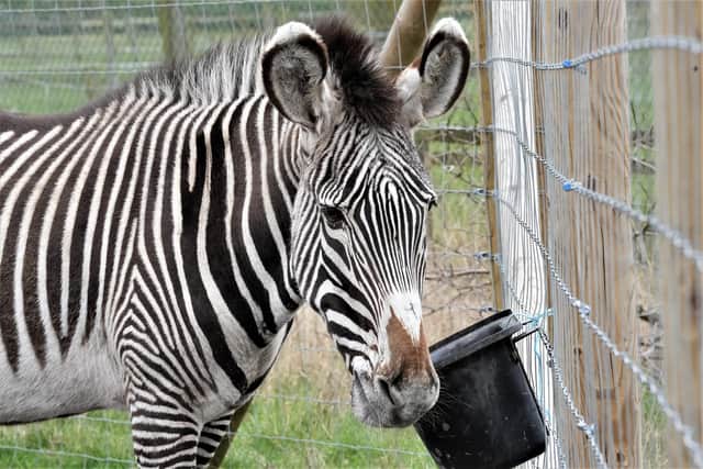 The zebras are part of an endangered species  (Pic: Cath Ruane)