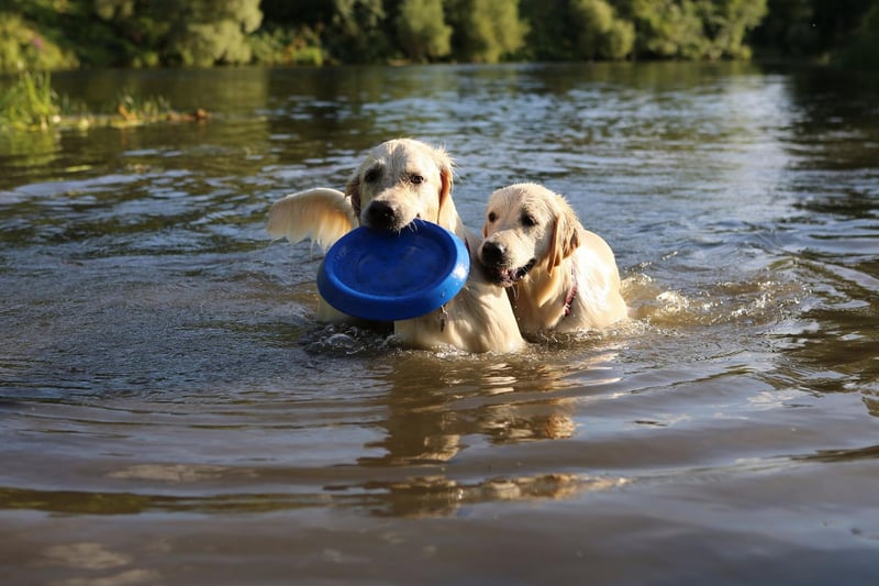 Like the Labrador, the Golden Retriever loves playing fetch for hours - particularly when water is also involved. They like nothing more than splashing around in the sea, river or loch all day.