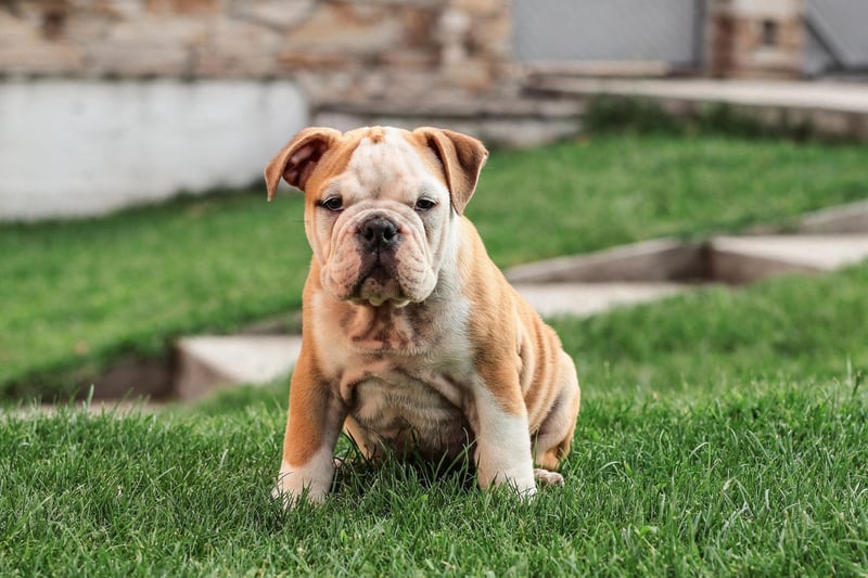 The English Bulldog is another flat-faced breed that lives a relatively short life - an average of 7.39 years.